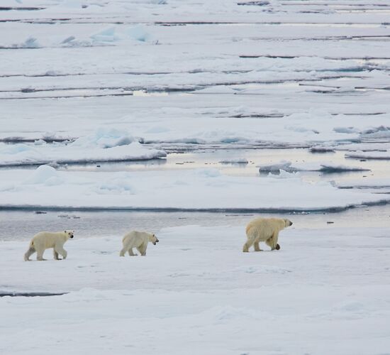 A Taste of North Spitsbergen – Compact Arctic Adventure © Nordspitzbergen